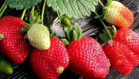 大量草莓收购价今天通货一元钱每斤