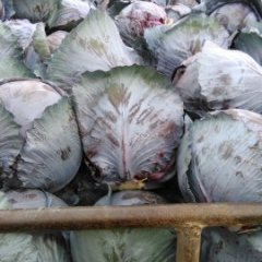 陕西三原紫甘蓝价格适宜