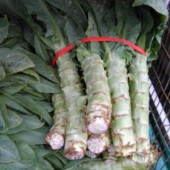 2015三原莴苣抓住商机无限