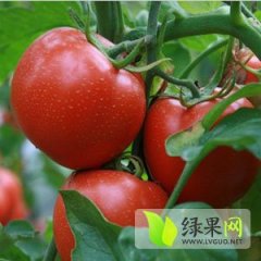 河南延津金鹏西红柿名扬天下