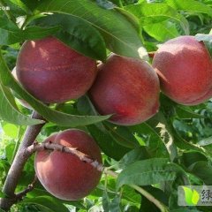 钟祥蜜桃是名优特产,长滩刘玉银诚信合作