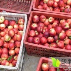 陕西油桃上市价格