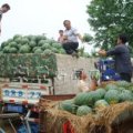 山东安丘京欣西瓜早买早赚