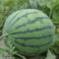 山东青州双星西瓜 大量上市 价格平稳