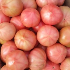 鄄城鄄城陈英杰5月硬粉西红柿