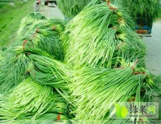 山东商河蒜苔现已大量上市