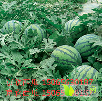 京欣价格