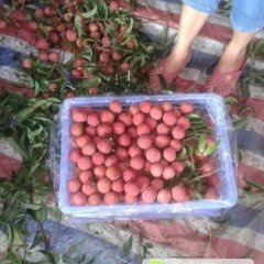 广东茘枝、阳西妃子笑产区