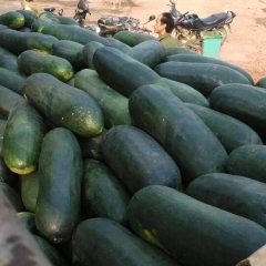 2015西乡塘冬瓜俏销大江南北