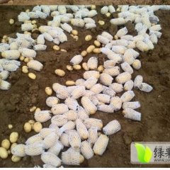 山东滕州荷兰十五土豆种植人为你服务