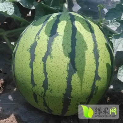 2015年山东郯城京欣价格