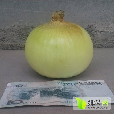 2015年山东郯城黄皮洋葱价格