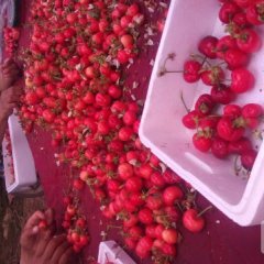 山东冠县美早樱桃是名优特产