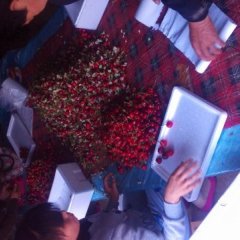 冠县东古么君达5月早红宝石樱桃