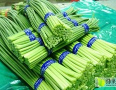 2015东昌府蒜薹钱多人傻速来抢购