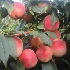 大荔蜜桃开始上市供应了！