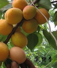 大荔杏子逐渐升温,范家白康诚信合作