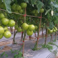 浙江苍南荷兰218西红柿聚焦市场