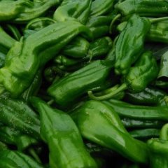 2015三原辣椒今年价格有看点