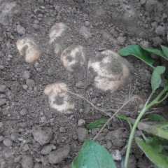 2015天门土豆现在订货有惊喜