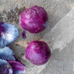 2015新野甘蓝值得出手