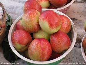 2015新绛油桃抓住商机无限