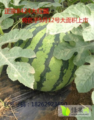 2015年江苏沭阳8424西瓜价格