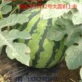 正宗8424西瓜全部上市物美价廉