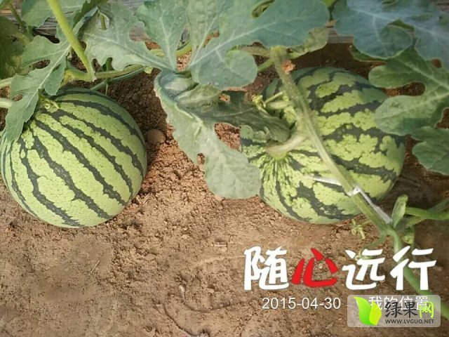 2015年河南夏邑8424西瓜价格