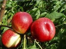 陕西大荔中油5号油桃质量上乘