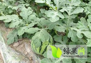 旌阳杨嘉发源5月8424西瓜