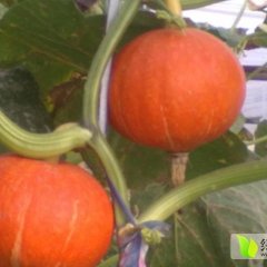 昌乐南瓜是名优特产,宝城刘在良诚信合作