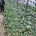山东昌乐京欣西瓜假一赔十