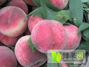 大荔大荔党力康5月突围毛桃蜜桃