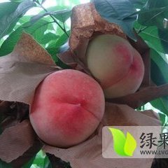 陕西大荔郑三毛桃蜜桃价格行情平稳