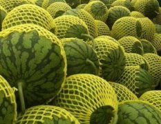 东台爆炸甜西瓜火热上市，甜过杨钰莹，风靡全中国