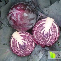 新野绿欣张先生5月紫甘蓝