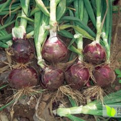 河南新野黄皮洋葱逐渐升温