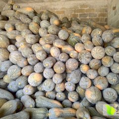 2015武鸣南瓜抓住商机无限