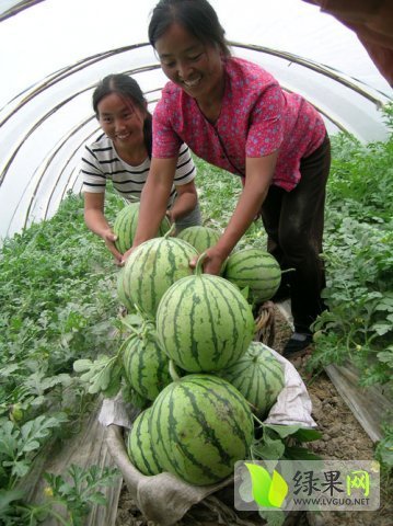 龙卷风价格
