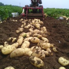 2015梁山土豆现在订货有惊喜