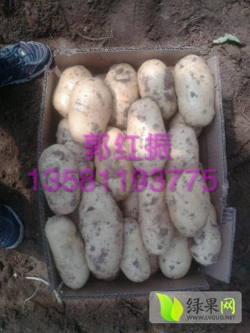 2015年山东肥城荷兰十五价格