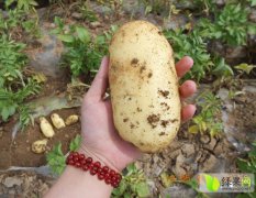 2015襄城土豆现在订货有惊喜