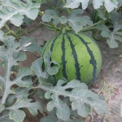 2015蒲城西瓜走过路过不要错过