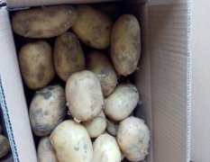 滕州荷兰土豆大量供应
