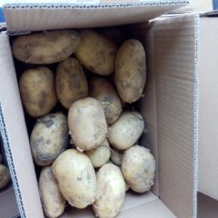 滕州荷兰土豆大量供应