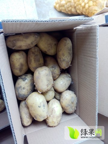 2016年山东滕州荷兰十五价格