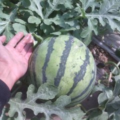 2015巨鹿西瓜收购工作全面开展