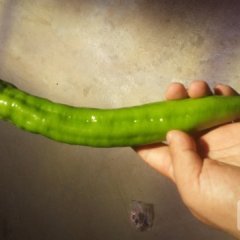 新野牛角椒新品上市，有合作种植可以联系老姚