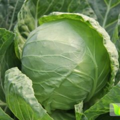 玉田甘蓝聚焦市场,虹桥王风顺诚信合作